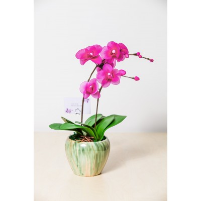 蘭花(雙枝)盆栽